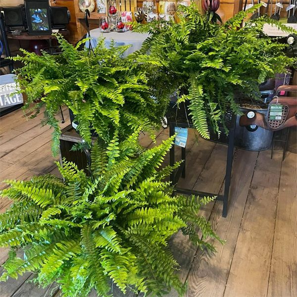 🔥Oversized Pre-Lit Artificial Boston Ferns --No watering, No fading