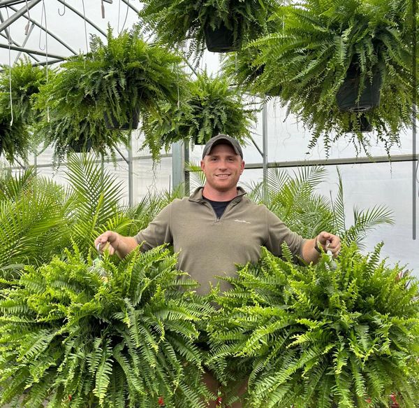 🔥Oversized Pre-Lit Artificial Boston Ferns --No watering, No fading