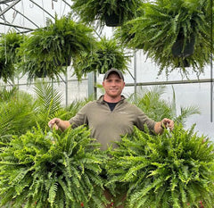 🔥Oversized Pre-Lit Artificial Boston Ferns --No watering, No fading