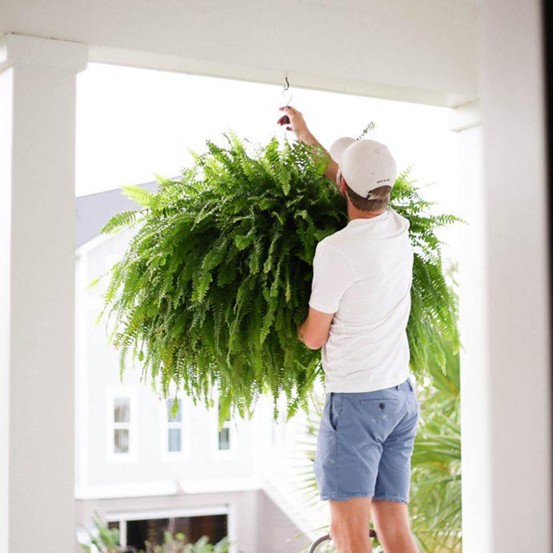🔥Oversized Pre-Lit Artificial Boston Ferns --No watering, No fading