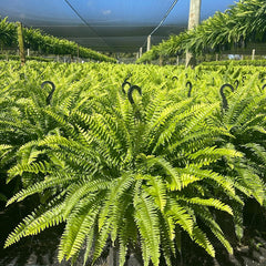 🔥Oversized Pre-Lit Artificial Boston Ferns --No watering, No fading