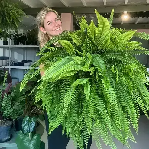 🔥Oversized Pre-Lit Artificial Boston Ferns --No watering, No fading